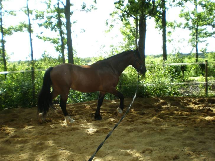 Welsh Cob (sec D) Sensation ((Passer)Solgt) - Longeres i skridt. billede 3