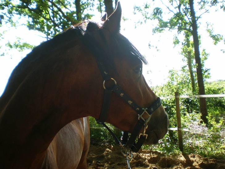 Welsh Cob (sec D) Sensation ((Passer)Solgt) - Waii hvad hvad det?? billede 4