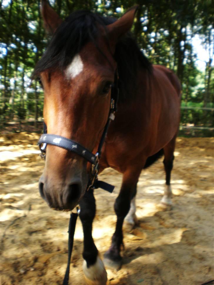 Welsh Cob (sec D) Sensation ((Passer)Solgt) - Kongensefterfølger ... billede 5