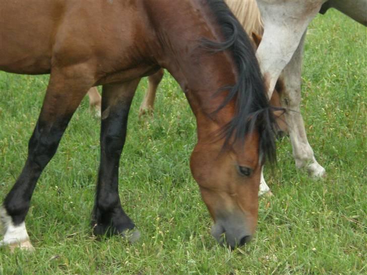 Welsh Cob (sec D) Sensation ((Passer)Solgt) - Sensation på marken:) billede 6