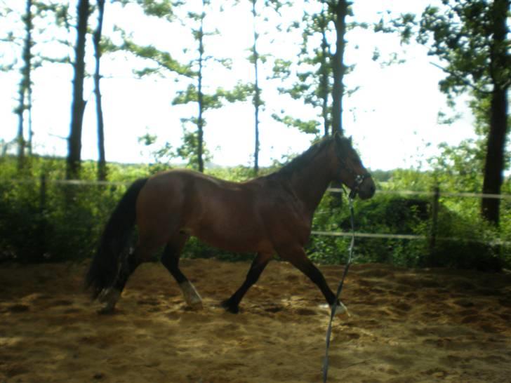 Welsh Cob (sec D) Sensation ((Passer)Solgt) - Longeres i trav..  billede 7