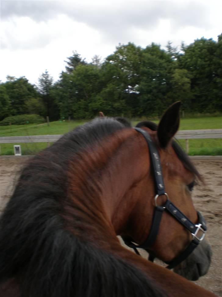 Welsh Cob (sec D) Sensation ((Passer)Solgt) - hehe lidt sjov billede:) billede 8