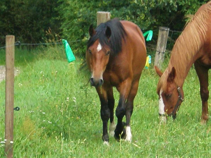 Welsh Cob (sec D) Sensation ((Passer)Solgt) - Sensation på marken:) billede 11