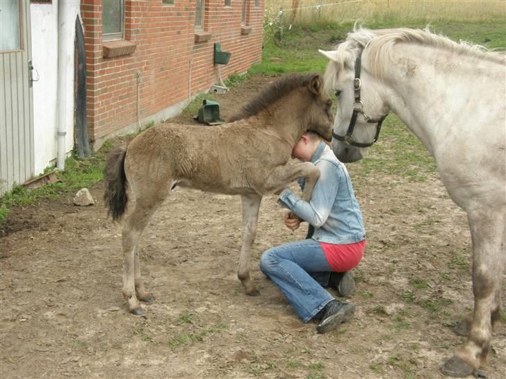 Islænder Máni fra Klovnhøj billede 12