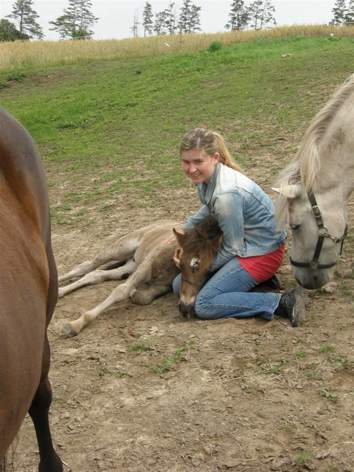 Islænder Máni fra Klovnhøj - Máni elsker at ligge på skødet af en.. billede 13