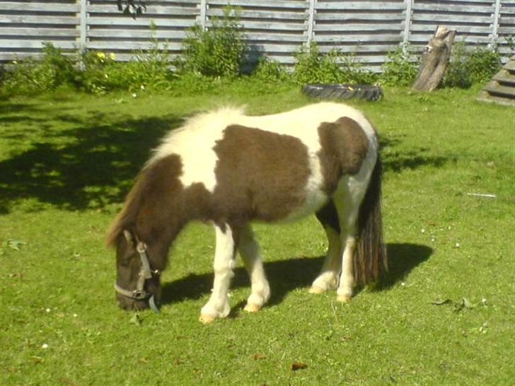 Shetlænder "Fiona" <'3 billede 10