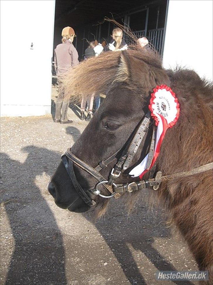 Shetlænder "Fiona" <'3 - fiona´s første stævne vandt en 1 pladt (: billede 11