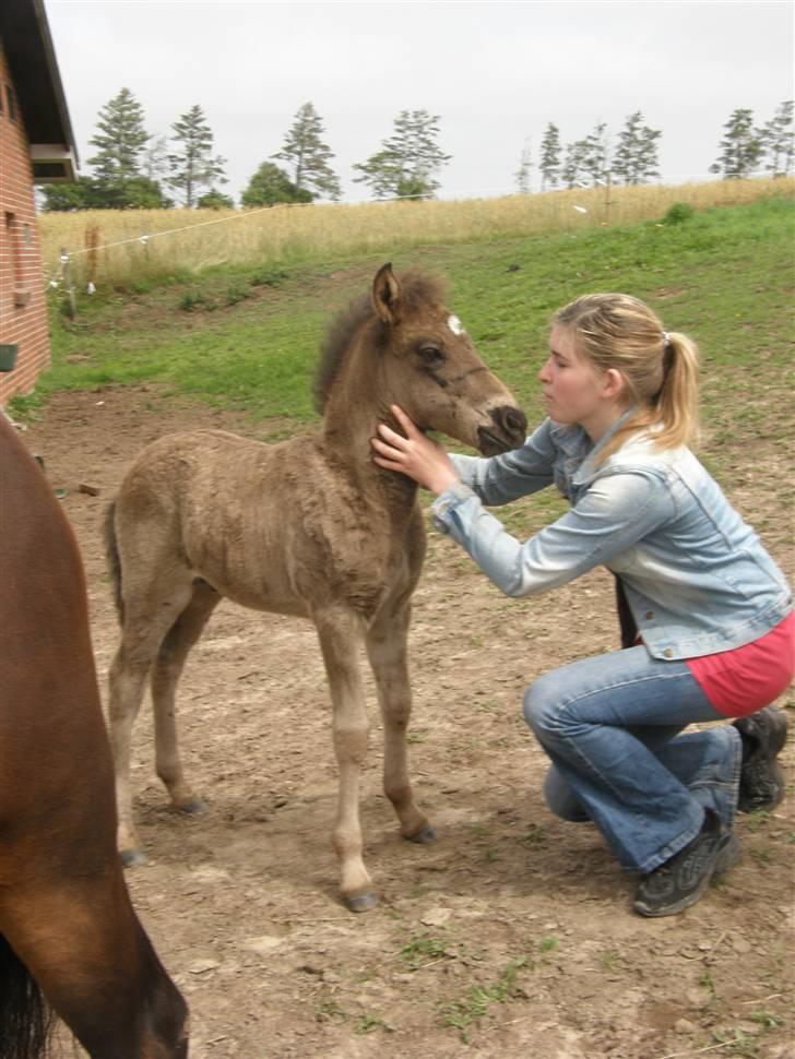 Islænder Máni fra Klovnhøj billede 14