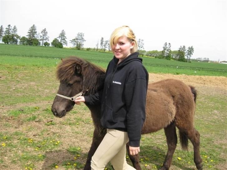 Islænder Máni fra Klovnhøj billede 15