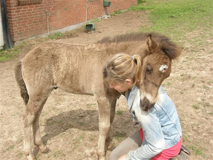Islænder Máni fra Klovnhøj - Et lille kram ?<3 billede 16