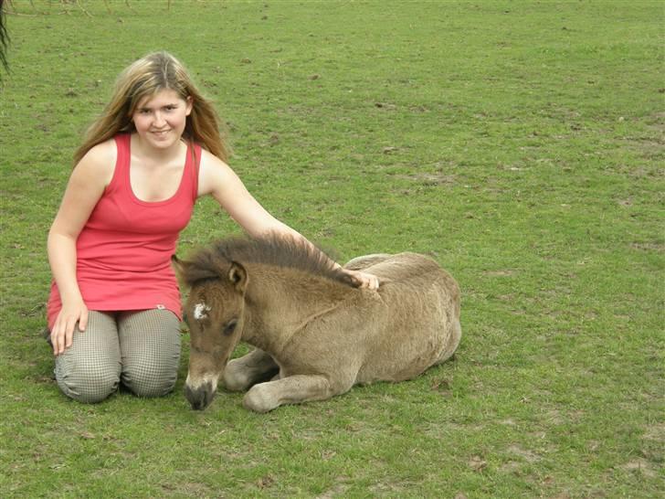 Islænder Máni fra Klovnhøj billede 17
