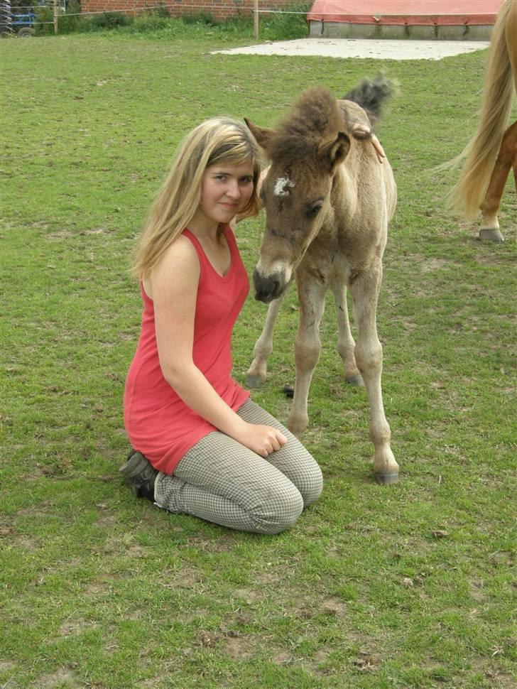 Islænder Máni fra Klovnhøj billede 18