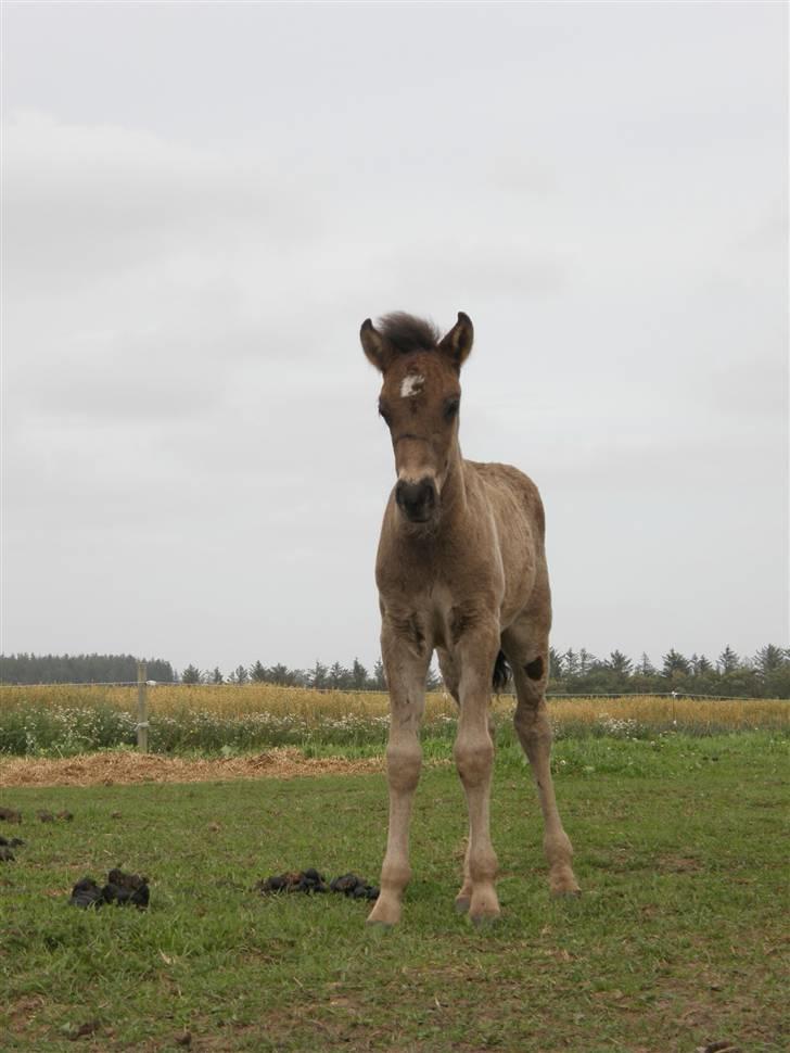 Islænder Máni fra Klovnhøj billede 19