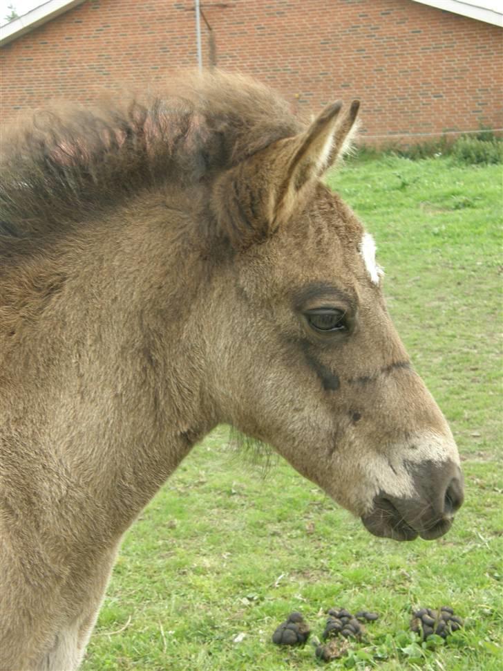 Islænder Máni fra Klovnhøj billede 20
