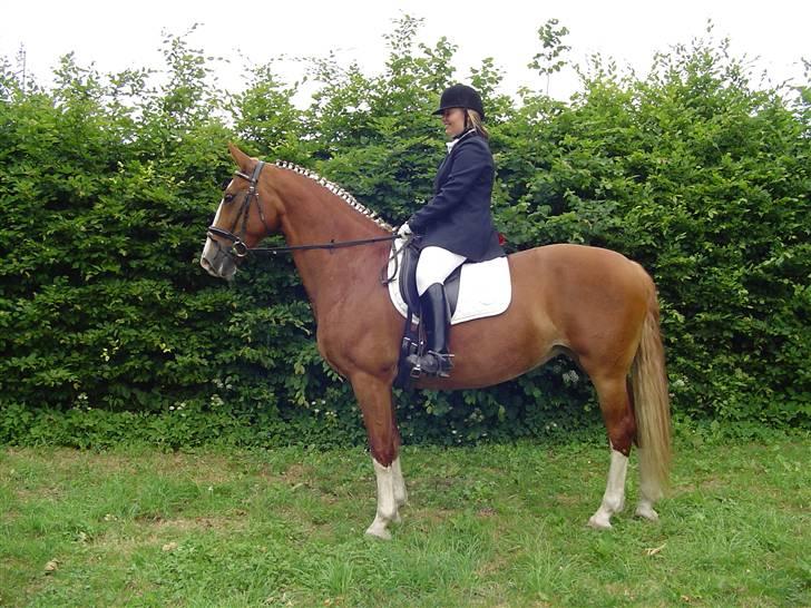 Frederiksborg Casanova *Tld. låne hest* - Casanovas mor Casandra og min veninde ( casandras ejer ) billede 7