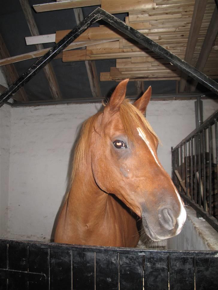 Anden særlig race Bauke <3 R.I.P  - fordi du er smukkere end smukkest, og du ved det godt. mesterfotograf: Ditte billede 11