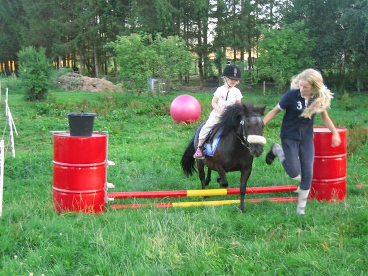 Shetlænder Lillevang´s Buller - buller og sidsel! billede 7