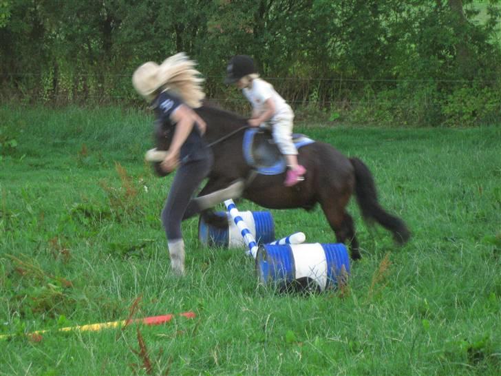 Shetlænder Lillevang´s Buller - buller og sidsel! billede 8