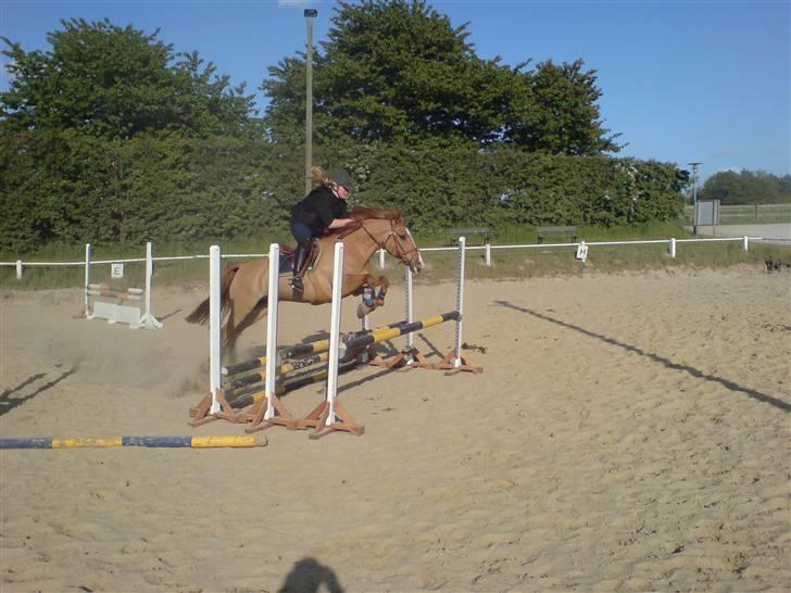 Anden særlig race Strejfer  - Træning<3 Foto; Marie billede 6