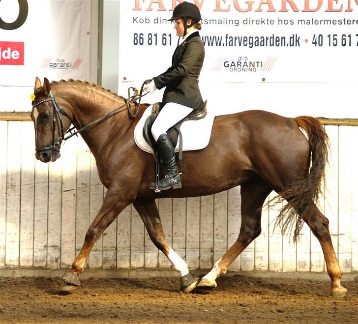 Welsh Partbred (Sec F) Lady Guinevera - SOLGT billede 2