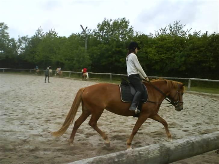 Oldenborg Malik - Det er jo mig og min Malik billede 2