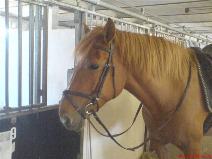 Oldenborg Malik - er hun ikke bare sød  billede 4