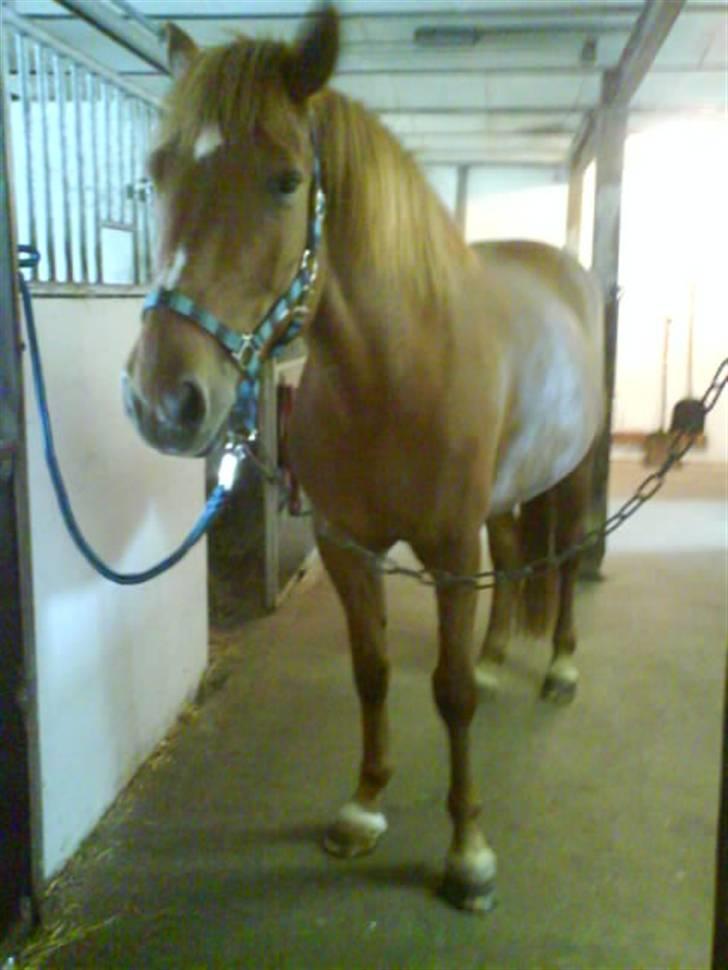 Oldenborg Malik - min Malik billede 7