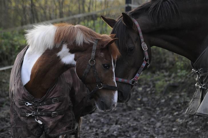 Welsh Partbred (Sec F) Lady Guinevera - SOLGT billede 5