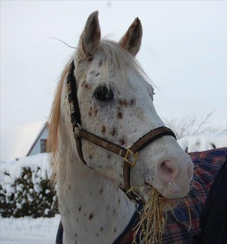 Knabstrupper Hannibal ''Kyllingen!'' - vinteren 2010 <3 billede 1