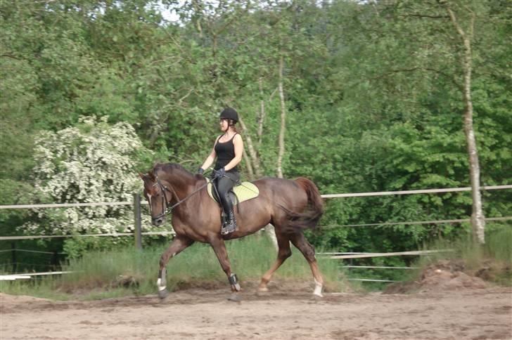 Welsh Partbred (Sec F) Lady Guinevera - SOLGT billede 10