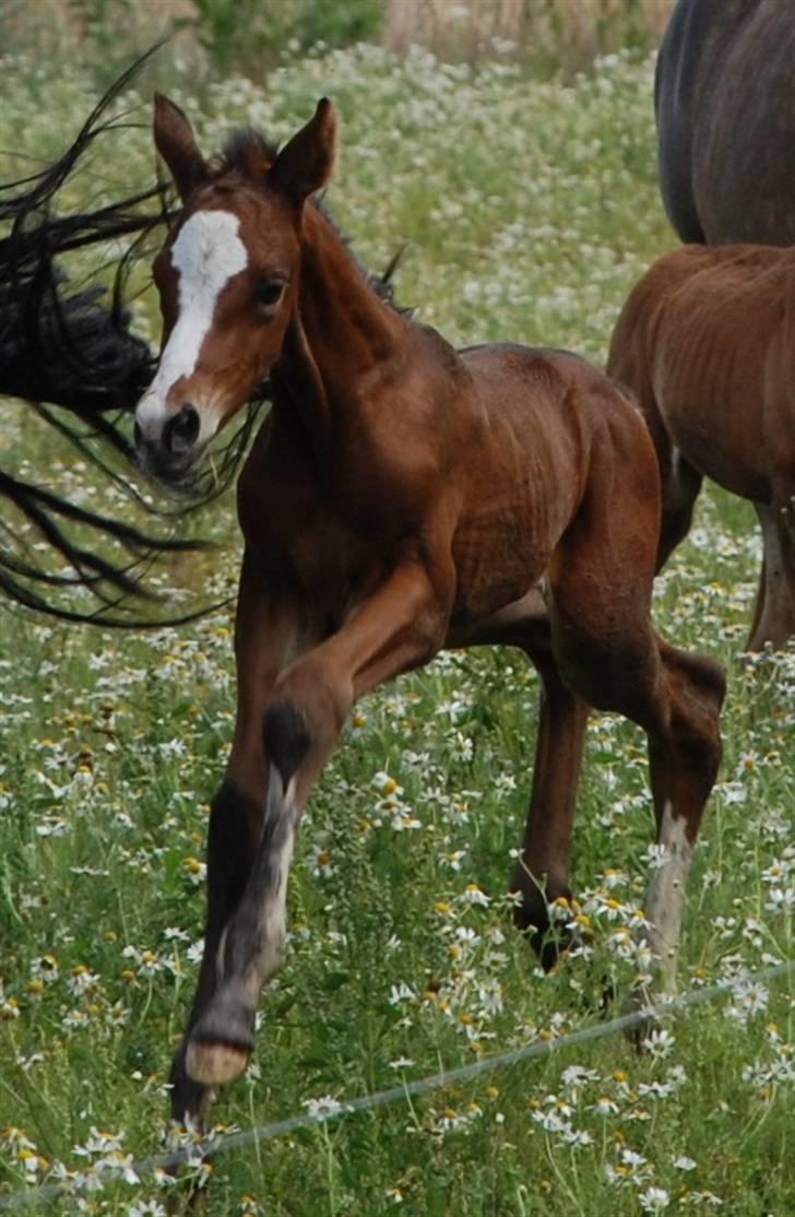 Dansk Varmblod Graversgaards Coulthard - jeg er da for lækker billede 1