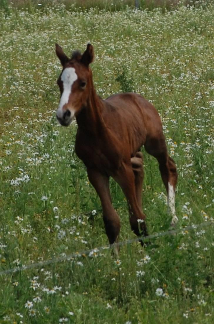 Dansk Varmblod Graversgaards Coulthard billede 2