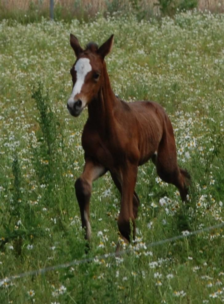 Dansk Varmblod Graversgaards Coulthard billede 3