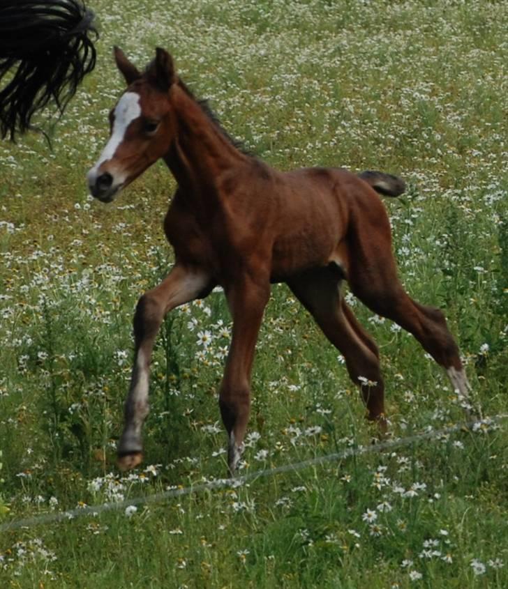 Dansk Varmblod Graversgaards Coulthard billede 4
