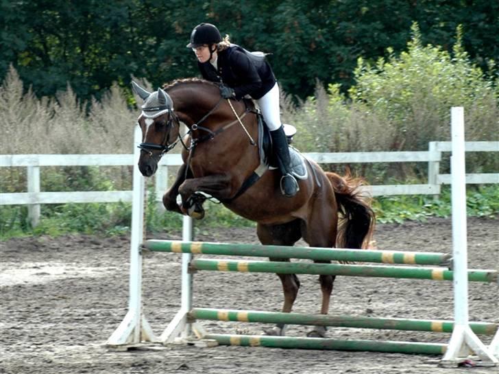 Welsh Partbred (Sec F) Lady Guinevera - SOLGT billede 15