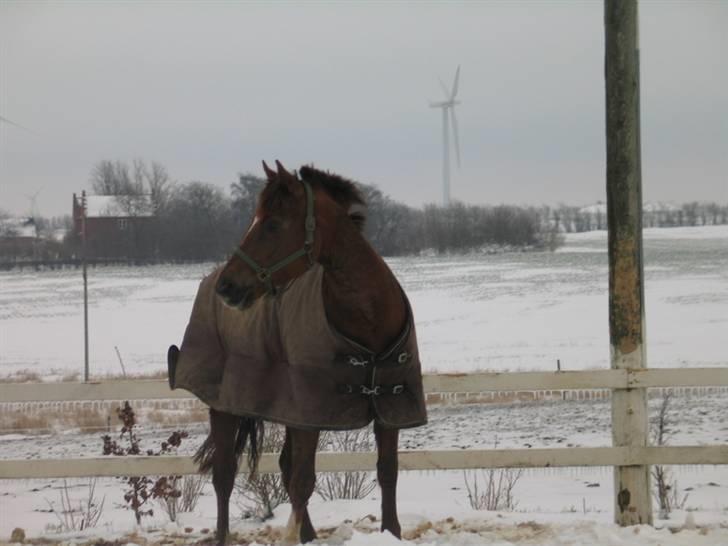 Welsh Partbred (Sec F) Lady Guinevera - SOLGT billede 16