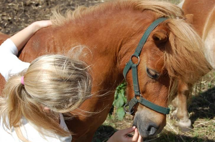 Shetlænder Zafir <3 - Zafir og jeg foto > mor billede 3