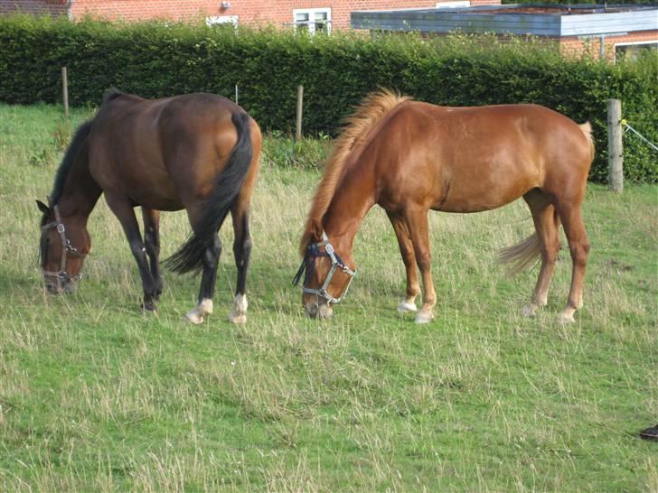 Oldenborg Malik - hehe er de ikke søde sammen  billede 8