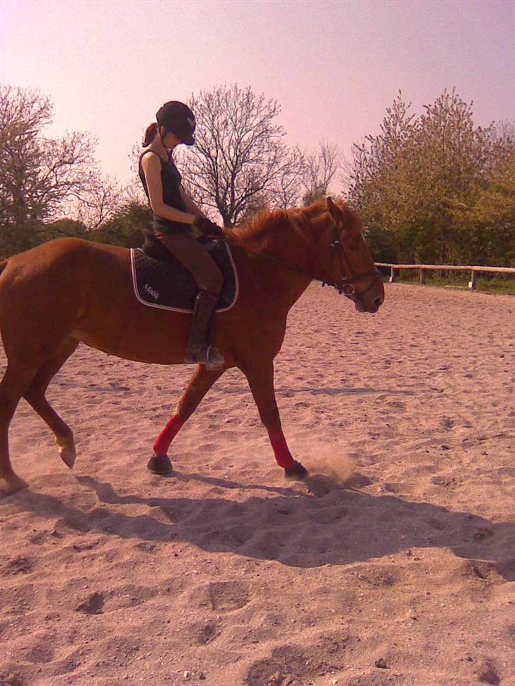 Oldenborg Malik billede 9