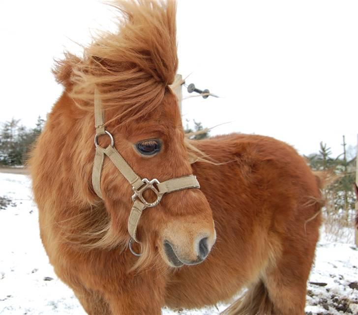 Shetlænder Zafir <3 billede 10