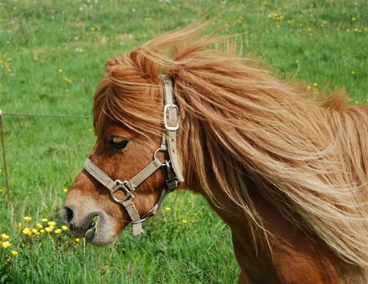 Shetlænder Zafir <3 billede 16