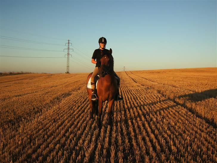Anden særlig race Brutus billede 10