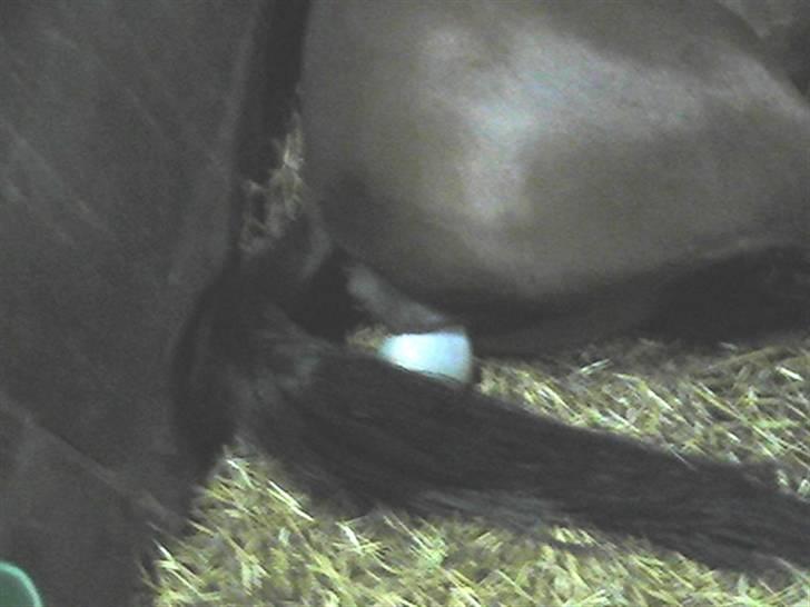 Dansk Varmblod Graversgaards Coulthard - nuuuu koooommer jeeeg billede 5