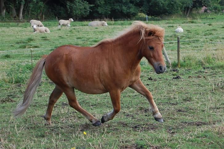 Shetlænder Zafir <3 billede 18