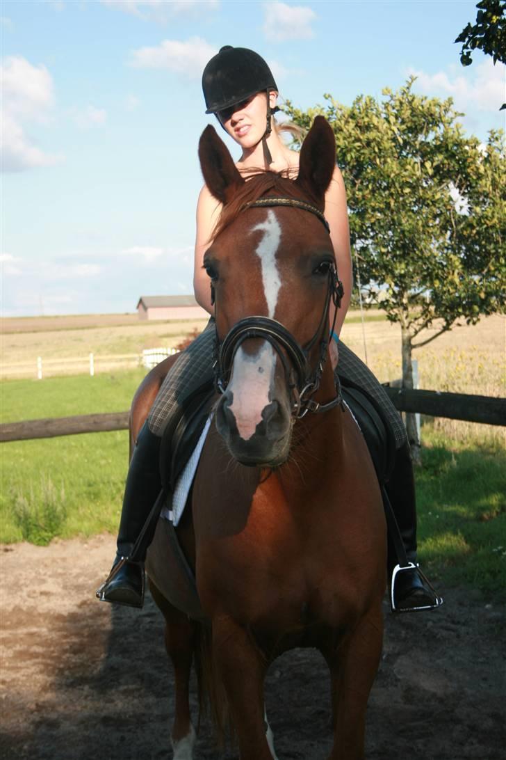 Dansk Varmblod Hjælmsbjergs Primula - Mig på Primula en af de første gange !! ;D billede 15