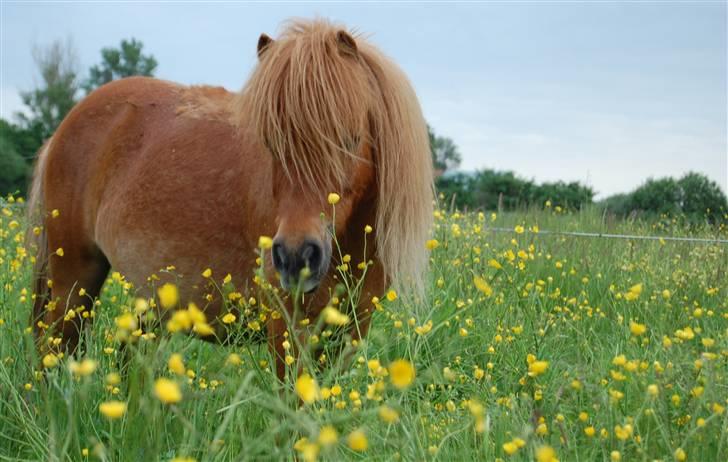 Shetlænder Zafir <3 billede 19