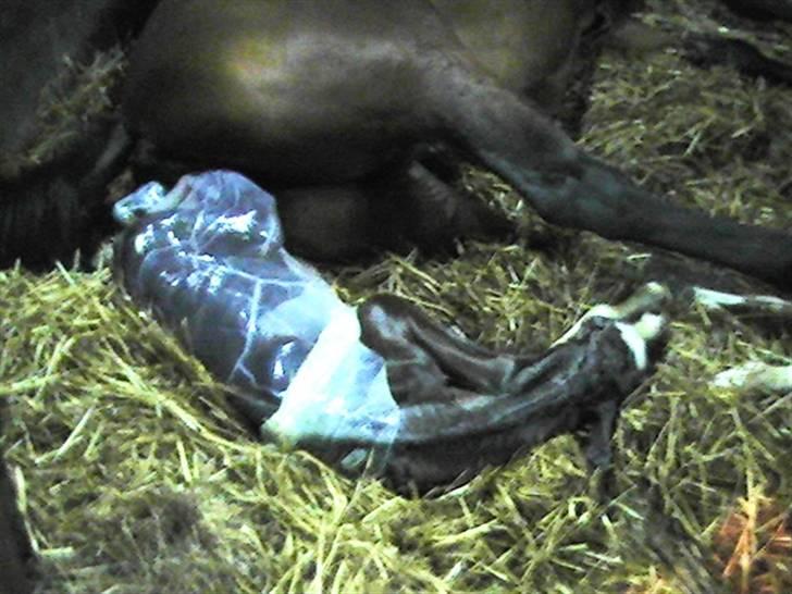 Dansk Varmblod Graversgaards Coulthard - uuuf det var hårdt billede 6