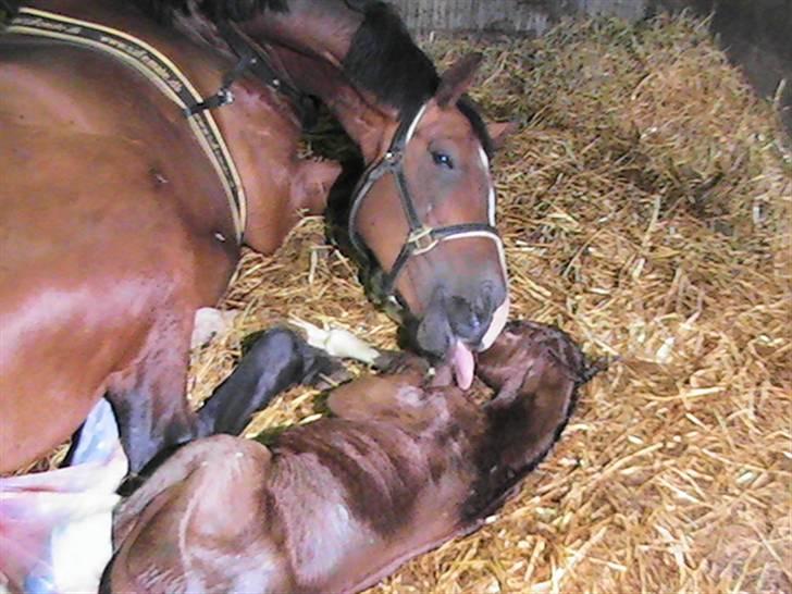 Dansk Varmblod Graversgaards Coulthard - aaaaddd mor ikke kysse billede 7