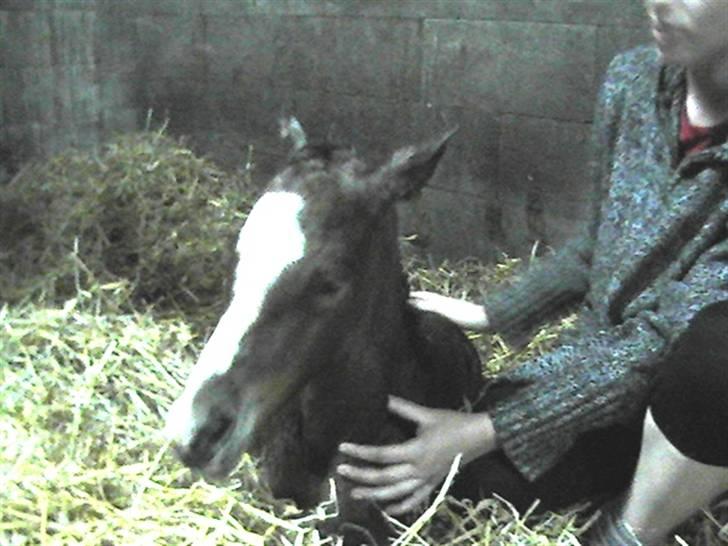 Dansk Varmblod Graversgaards Coulthard billede 8