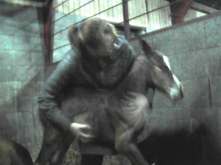 Dansk Varmblod Graversgaards Coulthard billede 9